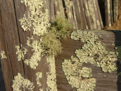 p1130797