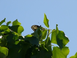 p1170770