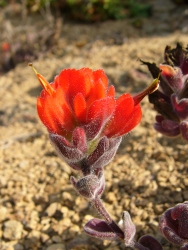 p1130888r