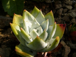 p1130890