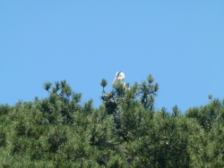 p2370755
