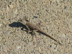 p2380004c