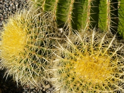 p1090183