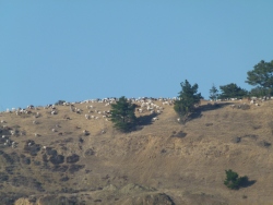 previous