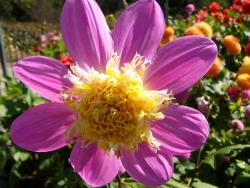 p1140005
