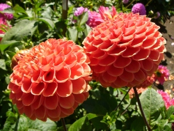 p1140011