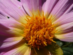 previous