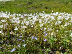 p2350348