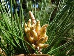 p2100737