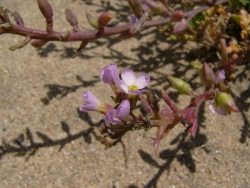 p1180855