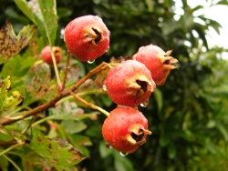 p1200143