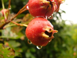 p1200146