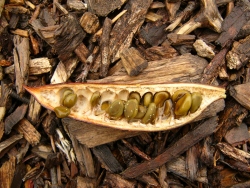 p1200150