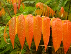 p1200175
