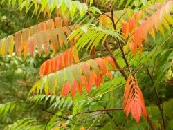 p1200179