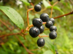 p1200184