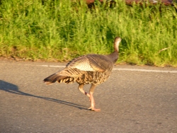 p1100198