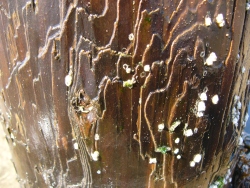 p1190341