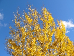 p1150690