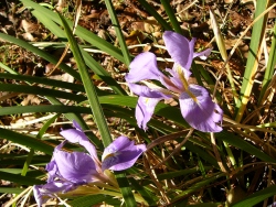 p1150718
