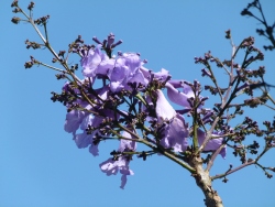p2320881
