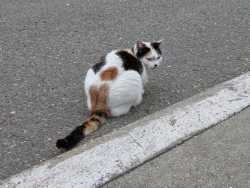 pxl20260215001108712