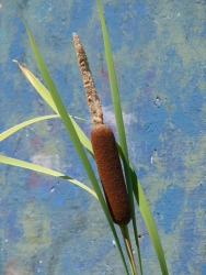 p1010390r