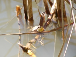 p1090864