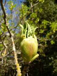 p1090889r