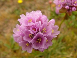 p1100690