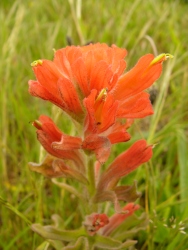 p1100709r