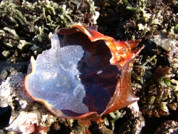 p1200913