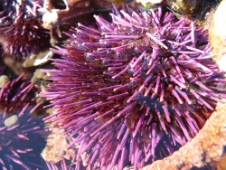 p1200919