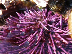 p1200925