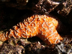 p1200930