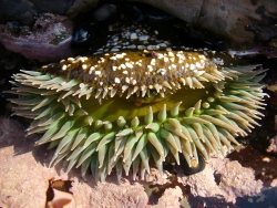 p1200931