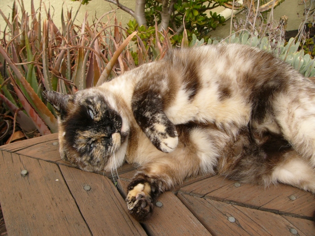 photo