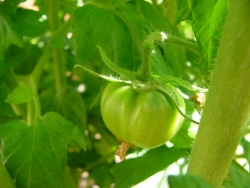 p1060038