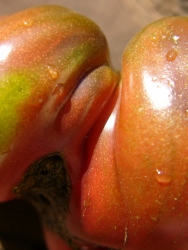 p1090129r