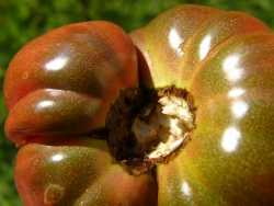 p1090133