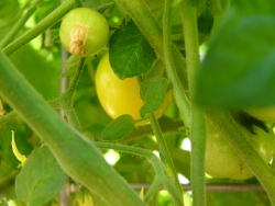 p1110047