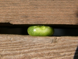 p1140287