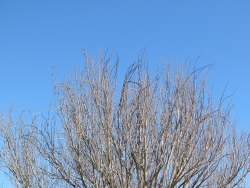 p1160294