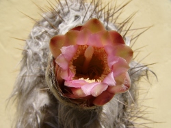 p1170546