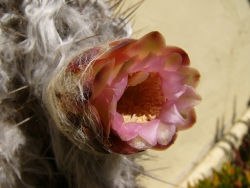p1170548