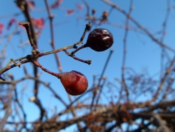 p2100271