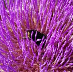 bee