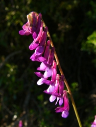 p1170832r