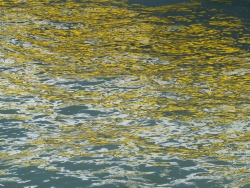 p2370339