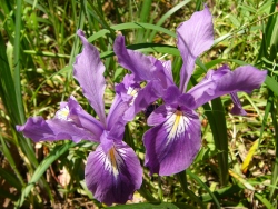 p1250413
